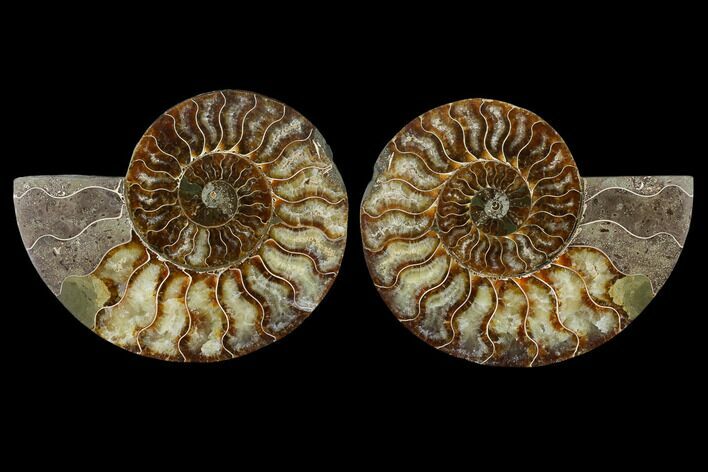 Sliced Ammonite Fossil - Agatized #115321